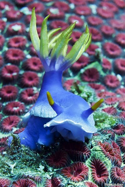 Chromodoris bullocki