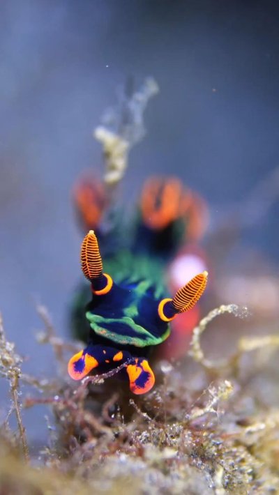 Nembrotha kubaryana