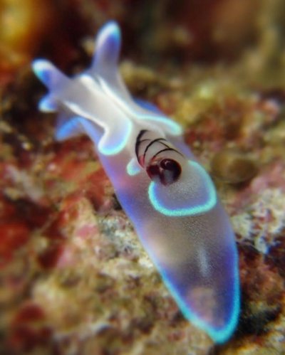 Морской Голожаберный моллюск