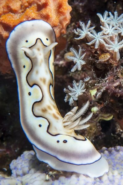 Морской СЛИЗНЯК