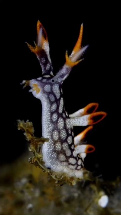 Голожаберные моллюски