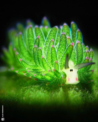 Морская Овечка