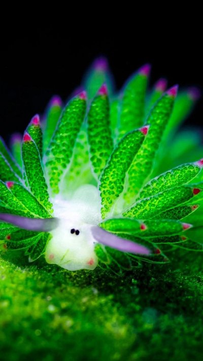 Costasiella kuroshimae - «морская Овечка»