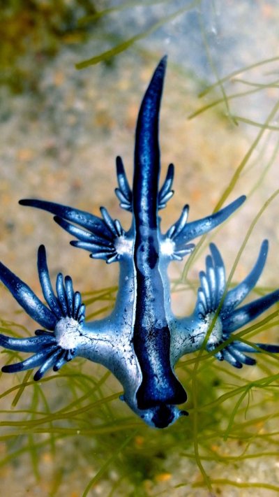 Морской СЛИЗНЯК голубой дракон