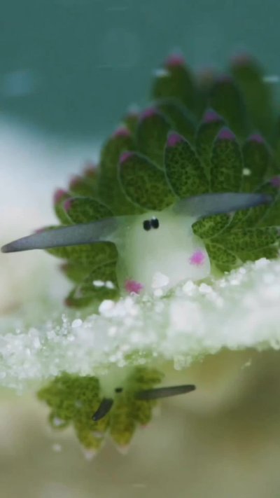 Costasiella kuroshimae - «морская Овечка»