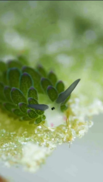 Морская Овечка