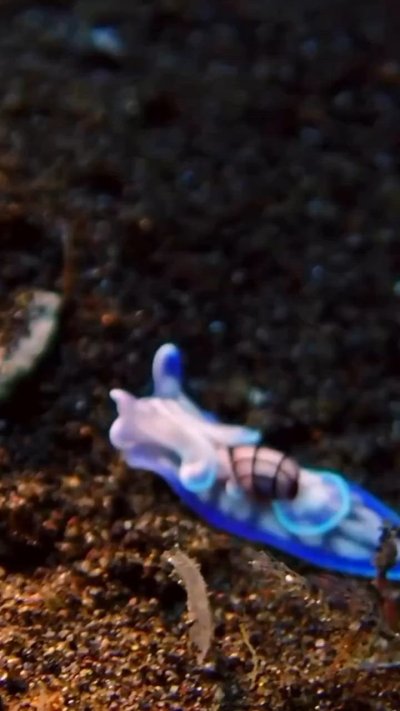 Голожаберники