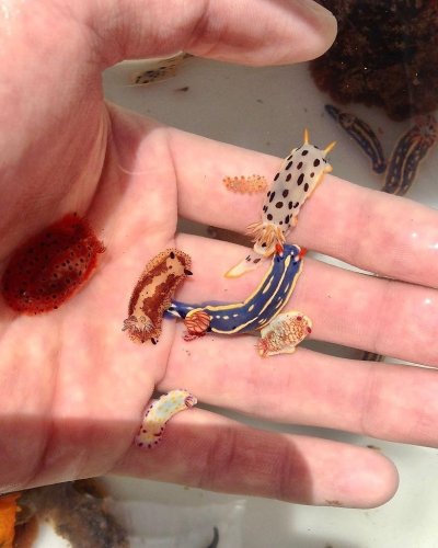 Морской СЛИЗЕНЬ Jorunna Parva