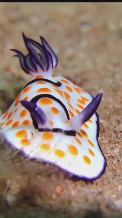 Голожаберники