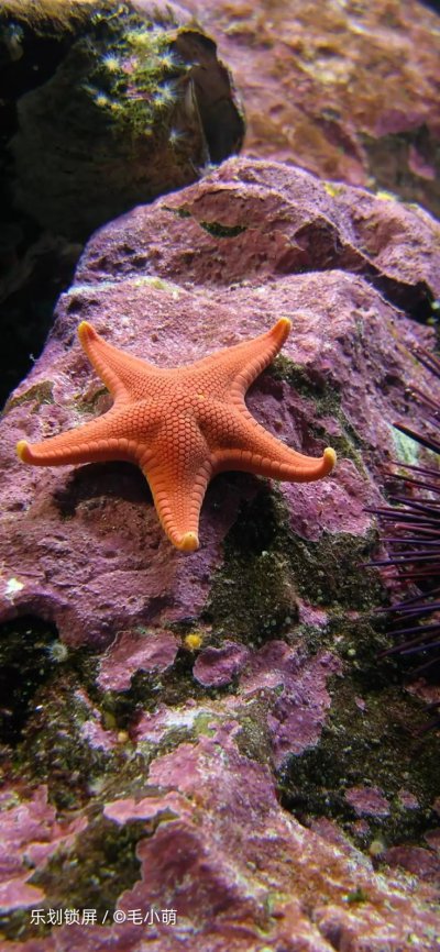 ПАКСИЛЛОНОСНЫЕ морские звёзды