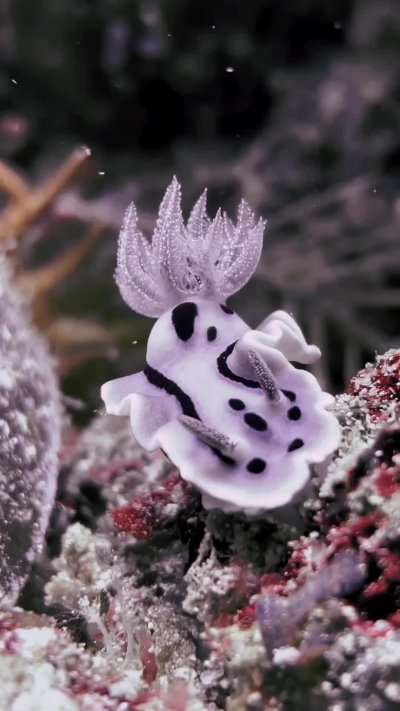 Chromodoris willani