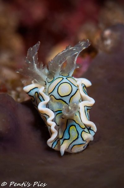 Морские существа