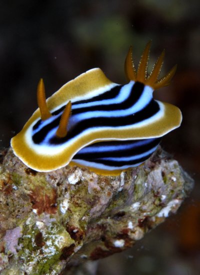 Морской Голожаберный моллюск