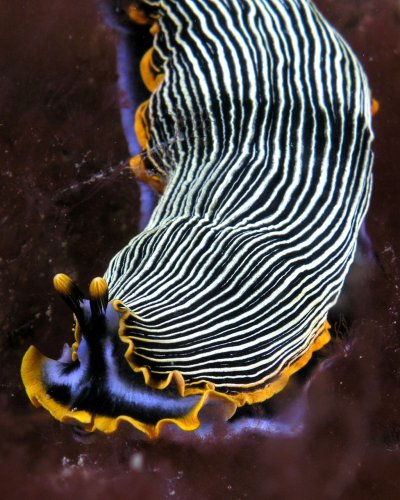 Морской СЛИЗНЯК Голожаберник