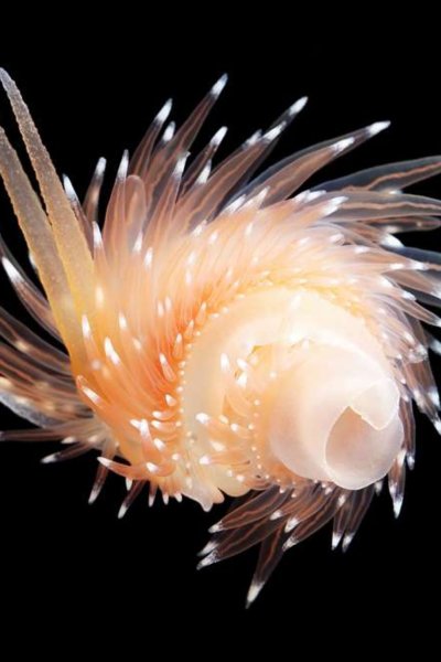 Моллюск Флабеллина Полярис