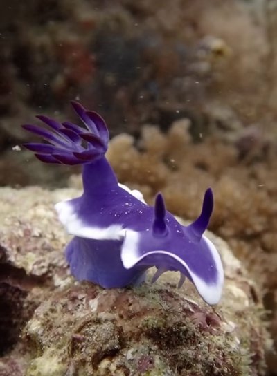 Морской Голожаберный моллюск голубой дракон