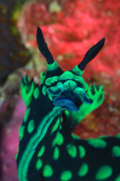 Морской СЛИЗНЯК Nembrotha cristata