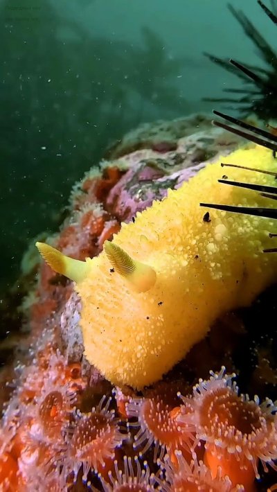 Морской лимон моллюск