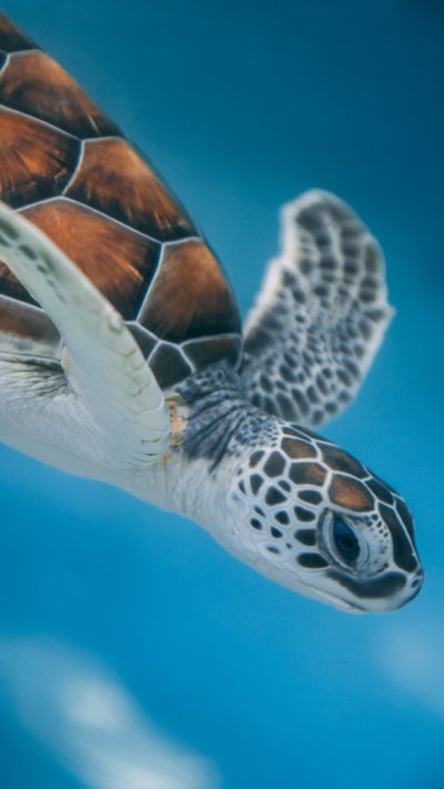 Морская черепаха