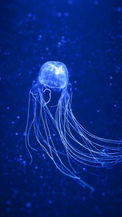 Jellyfish Wallpaper iphone