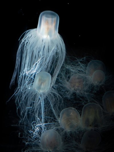 Бессмертная медуза