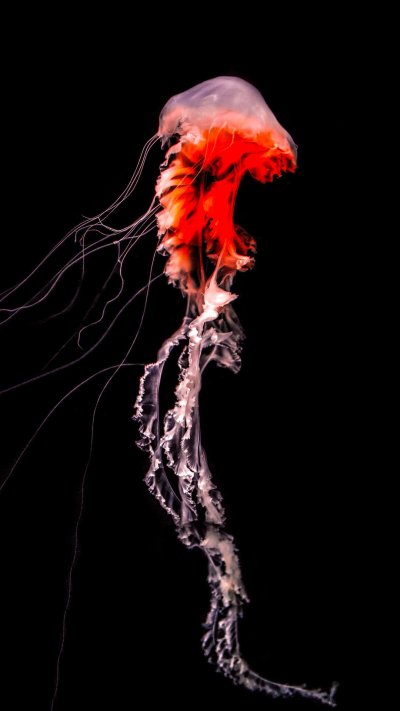 Медуза на черном фоне