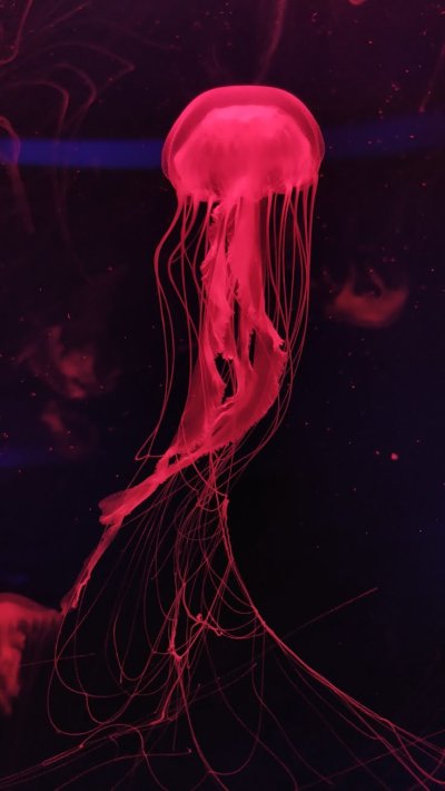 Красная медуза