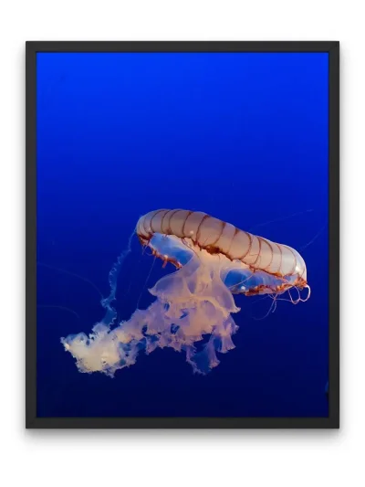 Щупальца медузы