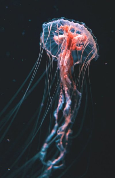 ТРАХИЛИДЫ медузы