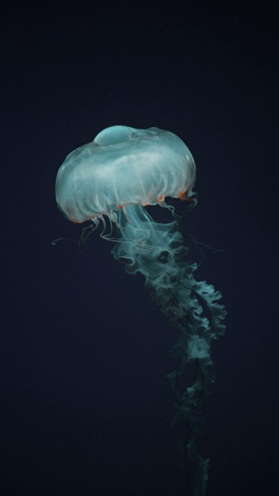 Красивые медузы