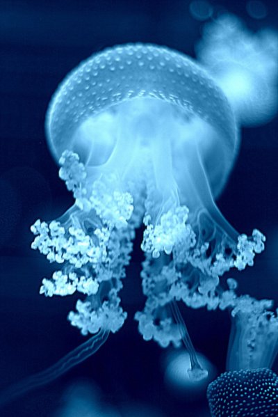 Голубая медуза