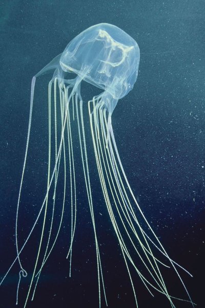 Кубомедуза морская Оса