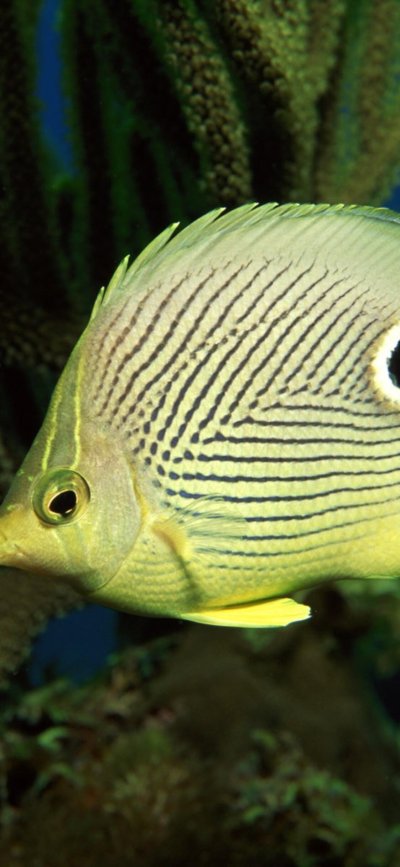 Заставка на айфон с рыбками