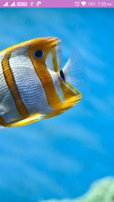 Жёлтая длиннорылая рыба-бабочка