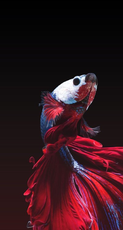 Рыбки Петушки