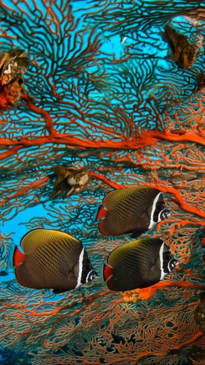 Подводный мир