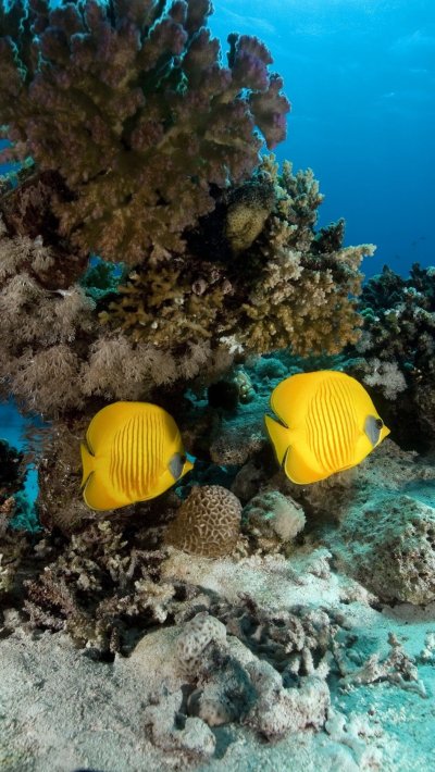 Жизнь под водой