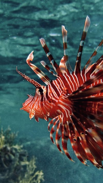 Крылатка рыба Египет Шарм-Эль-Шейх