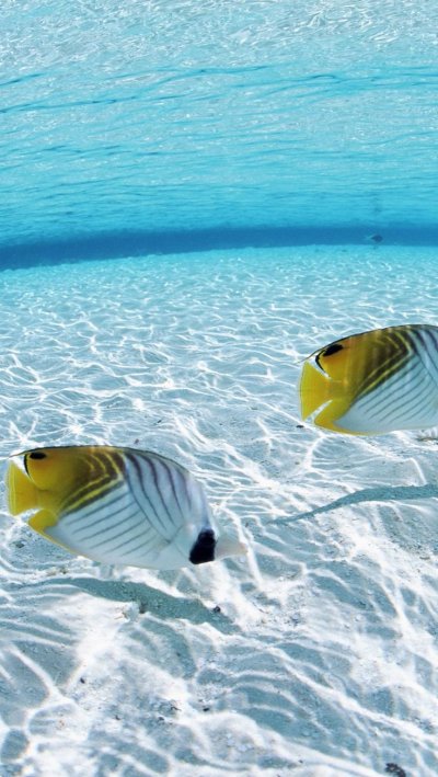 Рыбы Бабочки