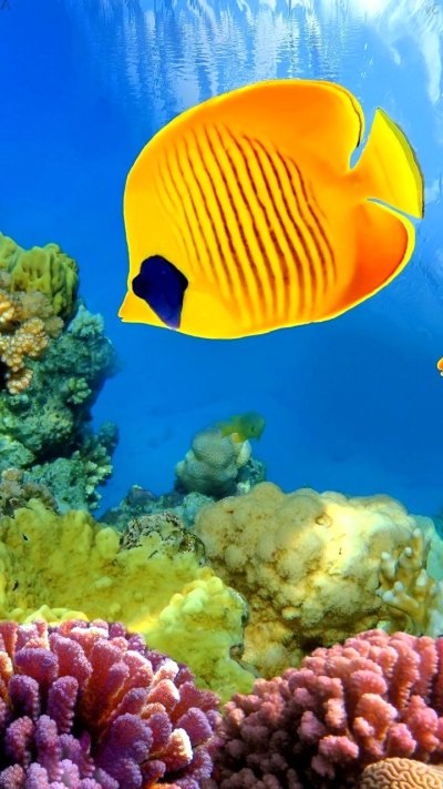 Тропические рыбы