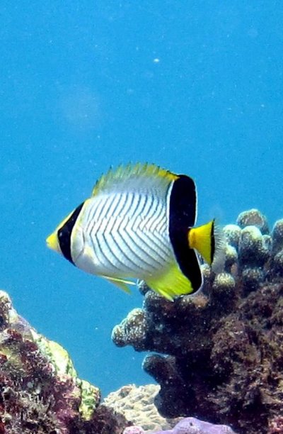 Chaetodon trifascialis