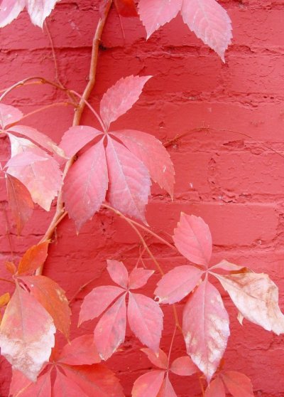 Коралловый Эстетика