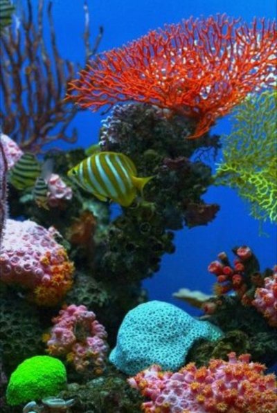 Рифы в океане