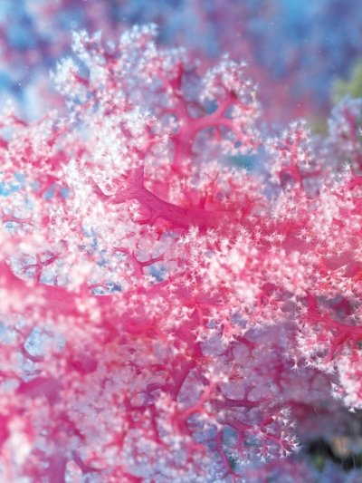 Розовый коралл