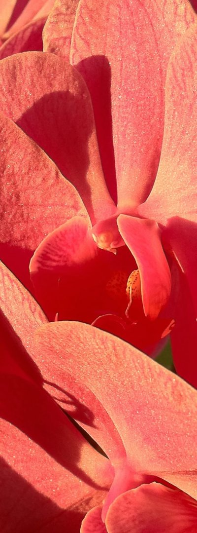 Цветы лососевого цвета