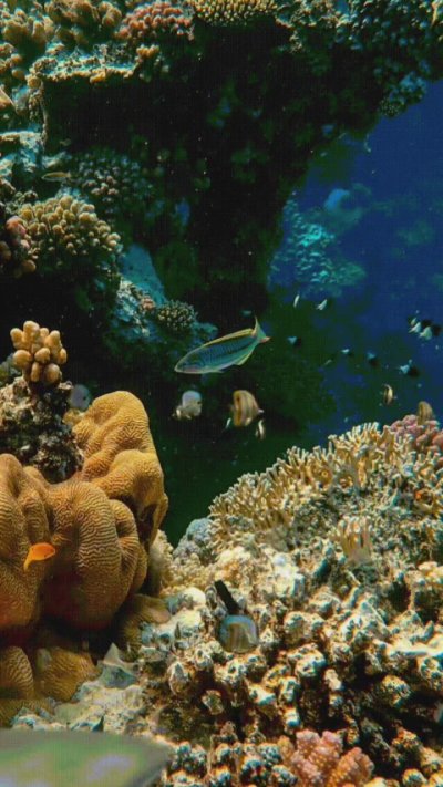 Подводный мир