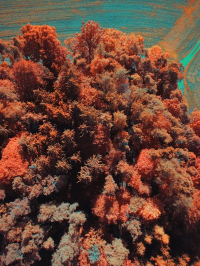 Подводные цветы