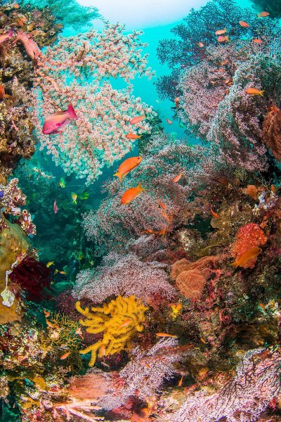 Коралловые рифы красного моря