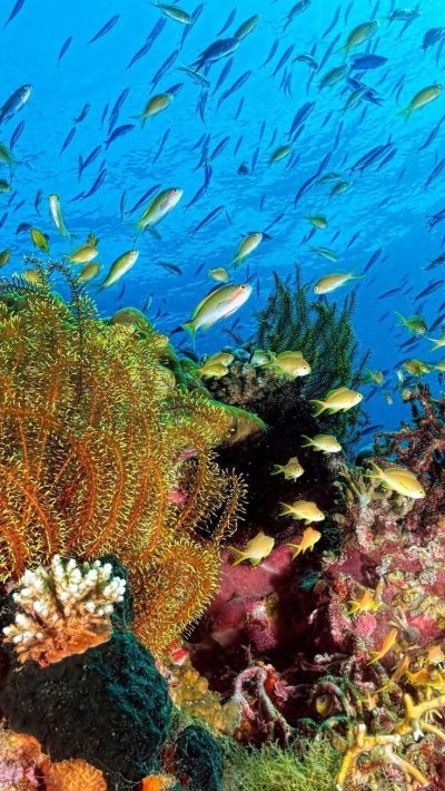 Рифы в океане