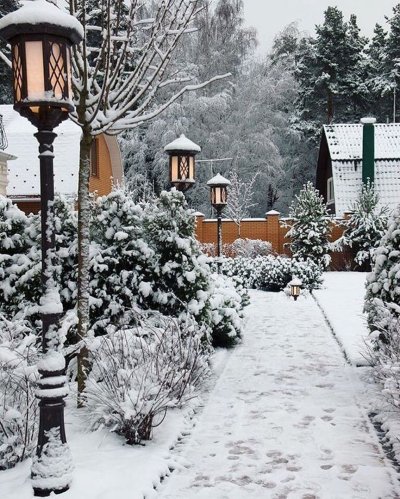 Сад зимой